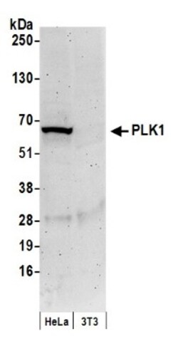 PLK1 Antibody, Novus Biologicals 0.1mg; Unlabeled:Antibodies, Polyclonal
